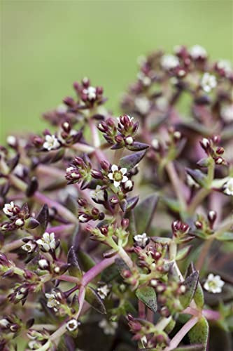 Sedum album 9x9 cm Topf – Winterhart, Mehrjährig, Pflegeleicht – Weißer Mauerpfeffer – Bodendecker für Steingarten & Dachbegrünung