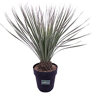 eGarden.store - Pianta vera di Dasylirion Serratifolium diverse grandezze da scegliere - Palma ornamentale con foglie strette e lunghe da coltivare in giardino o in contenitore (Vaso 23 cm)