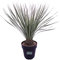 eGarden.store - Pianta vera di Dasylirion Serratifolium diverse grandezze da scegliere - Palma ornamentale con foglie strette e lunghe da coltivare in giardino o in contenitore (Vaso 23 cm)