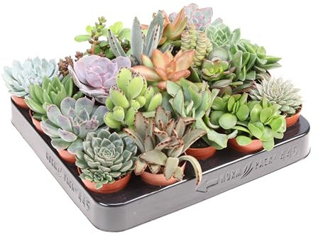 Kit de 20 Suculentas Plantas Naturales Ideales para Principiantes
