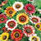 100 Chrysanthemum Carinatum Painted Daisy Seeds - Tri-Colour Flowers - 100 Seeds