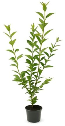 15 Liguster Atrovirens 70-100cm Heckenpflanze – immergrün & winterhart – 3L Topf | schnellwachsend & pflegeleicht | Sichtschutzhecke für Garten – deutsche Baumschulqualität