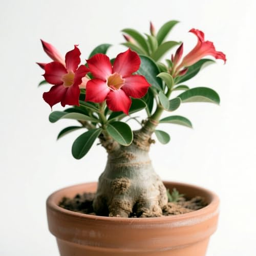 Ausgezeichnete WüStenrose-Rhizom, üBerraschend Wachsend, Winterhart, MehrjäHrig, Geeignet FüR FrüHling Und Herbst, Gartenschau, Kein GießEn Erforderlich-1 Rhizom-H