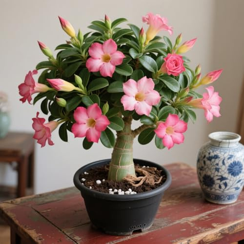 Lebende Wüstenrose (Topf)/Adenium/Zimmer-Wüstenrose(großblütig)-Winterharte Mehrjährige/Trockenheitsresistent/Pflegeleicht-1 Rhizome-I