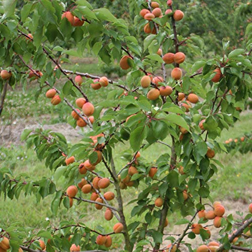 Thompson & Morgan Hardy Apricot Fruit Tree ‘Flavourcot’®, Dwarf Variety Bare Root Plant, Frost Resistant Self-Fertile, High Yielding Ideal for Kitchen Gardens, Patio and Containers