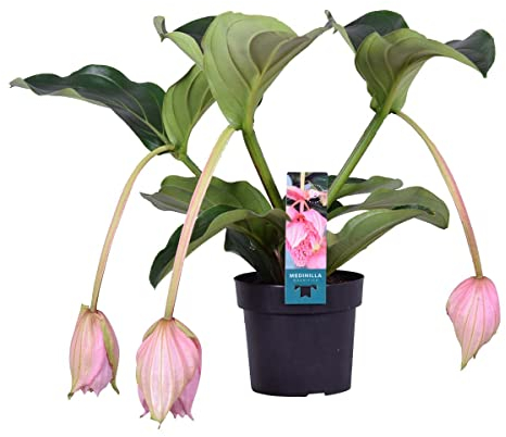 Medinilla magnifica - Medinilla - Zimmerpflanze - Pflegeleichte Pflanze für Innenräume - ⌀17 cm - 50-60 cm