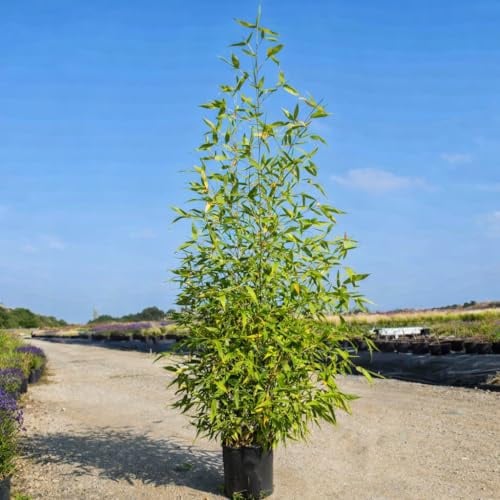 Bambu' Bambusa phyllostachys aurea Bamboo cinese dorato pianta in vaso ø22 cm h. oltre i 2 metri Vivaio di Castelletto