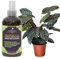 Professional Calathea Spray Fertilizer Mist for Home Gardening | 3-1-2 Gentle Blend Mist for Healthy Leaves & Growth | Essential Nutrients for Calathea - 8oz