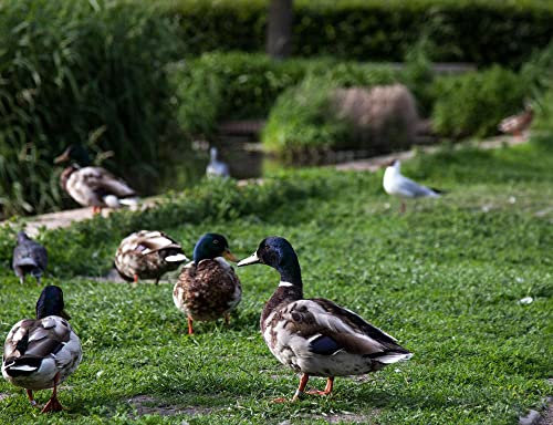 hansepuzzle 31139 - Ente Puzzle 1000 Teile - Tierwelt-Puzzle mit hochwertiger Aufbewahrung: Kartonbox und wiederverschließbarem Beutel - Format 60 × 46 cm