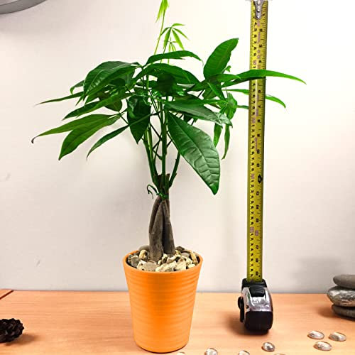 Easy Plants 1 Fortune Money Tree House Plant in Ceramic Self Watering Pot
