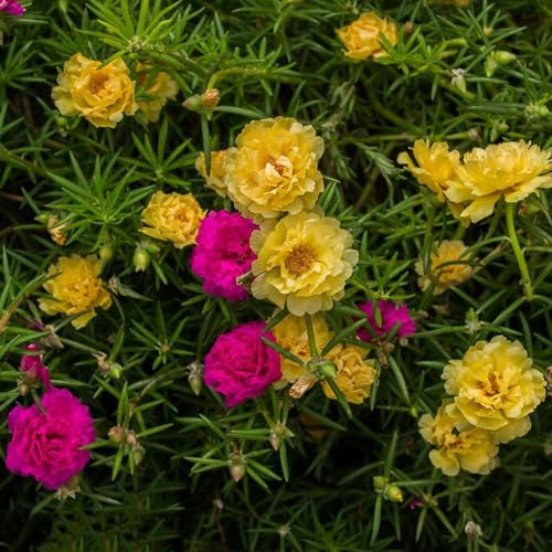 1500 pcs Moss Rose Seeds Bodendecker Pflanzen Winterhart Moosrose Samen Garten Samen Double Mixed Colour Wildblumenmischung Rosen Pflanzen Kaufen Wiesensaatgut Gartensamen Flower Blumen