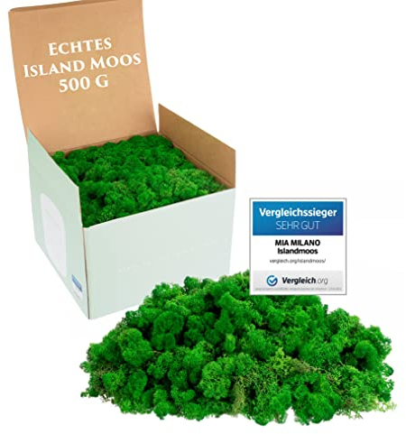 Mia Milano Islandmoos naturgrün konserviert I Moos Deko zum Basteln I 500g Echtes Dekomoos Isländisch für Moosbild, Mooswand lebend