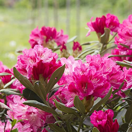 Rhododendron 'Connie' Plant Evergreen Azalea Bushy Upright Hardy Shrub Red-Orange Blooms Easy to Grow Your Specimen Plant for Border Container 60cm 12L Potted Plants by Thompson and Morgan