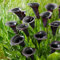 Calla zwiebeln,winterharte pflanzen,calla outdoor,calla pflanze knolle,calla lily,calla pflanze echt,calla winterhart mehrjährig,calla knollen angebot,calla lily plant live.-4zwiebeln-D