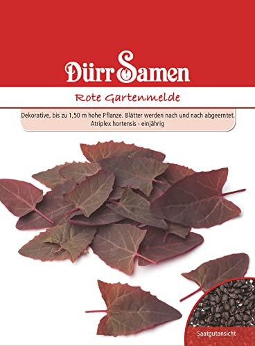 Rote Gartenmelde Samen Rauke Gartenmeldesamen ca 200 Korn Küchenkräuter Kräutersamen Saatgut Balkon Garten Hochbeet Kübel Dürr Samen
