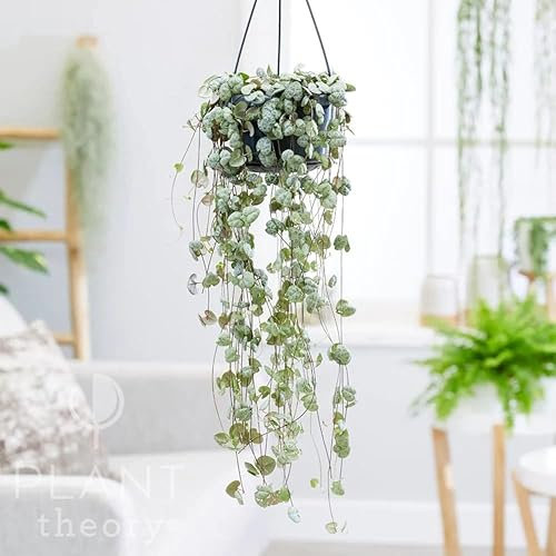 Plant Theory 30cm String of Hearts On A String Rosary Vine Ceropegia Linearis Woodii Indoor Plant 14cm Hanging Pot