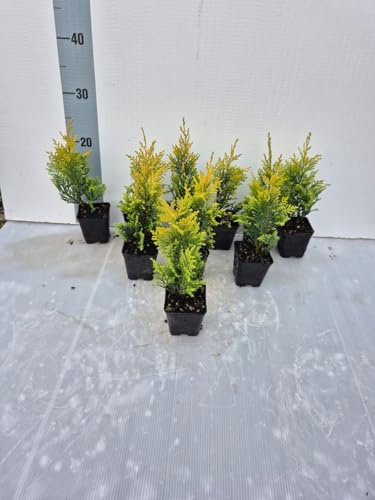 10 Piante di Cupressus macrocarpa ‘Gold Rider’ – Conifera Sempreverde Giallo Oro | Crescita Veloce | Ideale per Siepi e Giardini – Vaso 7 cm - Vivai Giulian Giovani Piante