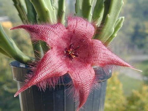 Vivaio Garden Forest Pianta Grassa Stapelia Grandiflora, Pianta succulenta, Pianta reale, Fiori a stella, Pianta tropicale, Africa, Pianta frutto, Pianta in Basket 14cm