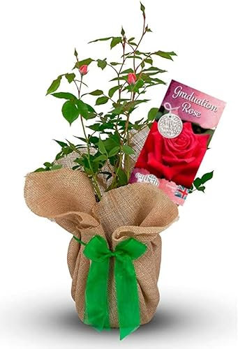 Graduation Rose Bush - Gift Wrapped Rose Bush - Grown in a 3Litre Pot - Ready to Plant (1 Plant)