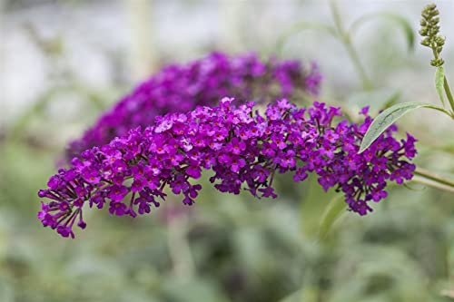 Buddleja davidii 'Miss Ruby' 40-60 cm – Winterhart, Mehrjährig, Pflegeleicht – Schmetterlingsflieder – Zierstrauch für Garten & Kübel