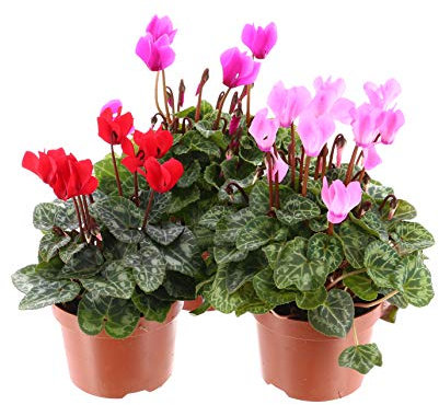 Cyclamen Mixed - 3 x 10.5cm Pot Bedding (Live Seeds): Only Seeds