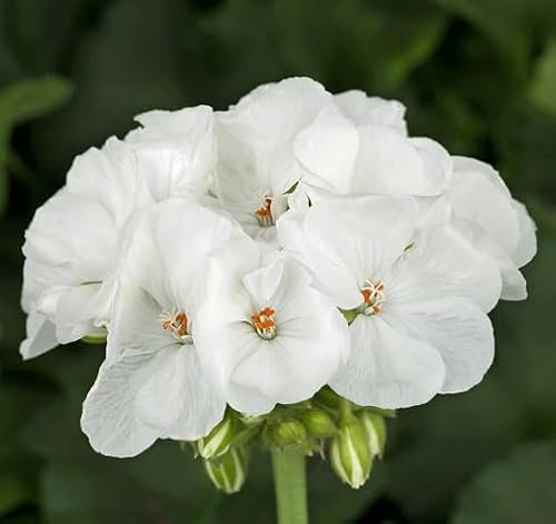 100 Stück weiße Geranien-Blumensamen