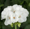 100 Stück weiße Geranien-Blumensamen