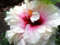 Auf Verkaufs-100pcs Hibiscus Samen 17kinds Hibiscus rosa-sinensis Blumensamen Hibiskus Baum Bonsai für Raum Blumen Topfpflanzen *
