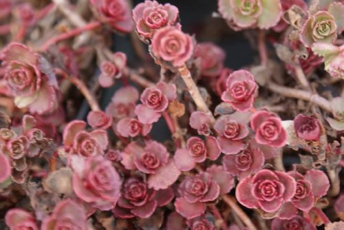 50 RED DRAGONS BLOOD SEDUM Stonecrop Sedum Spurium Flower Seeds by Seedville