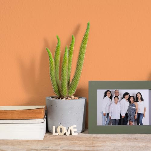 K&L Wall Art Peinture murale satinée moderne pour intérieur Orange papaye 5 l Peintures pour murs intérieurs