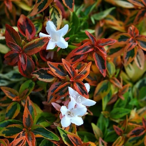Plant Theory 60cm - 80cm Kaleidoscope Abelia x Grandiflora Shrub Plant 7.5L Pot