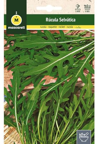 Mascarell Semillas, RÚCOLA SELVÁTICA, Semillas de Hierbas Aromáticas para Plantar, Crea tu Propio Huerto en Casa. 3 Gramos