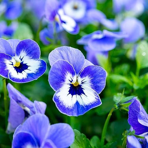Viola Plants, 'DELF Blue', 20 x Full Plant Pack, Bedding Plants, Violas, Garden Flowers, Blue Viola, Garden Ready and Ready to Plant, Premium Quality Flowers