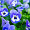 Viola Plants, 'DELF Blue', 20 x Full Plant Pack, Bedding Plants, Violas, Garden Flowers, Blue Viola, Garden Ready and Ready to Plant, Premium Quality Flowers