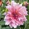 Dahlienzwiebeln Dahlien knollen winterhart Dahlien knollen großblumig winterhart Dahlien knollen winterhart rot