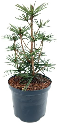 Sciadopitys Verticillata von Intragarten - japanische Schirmtanne im Topf