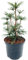 Sciadopitys Verticillata von Intragarten - japanische Schirmtanne im Topf