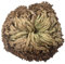 TOSSPER Rosa della di Resurrezione Air Fern Spike Moss Live - Selaginella Lepidophylla