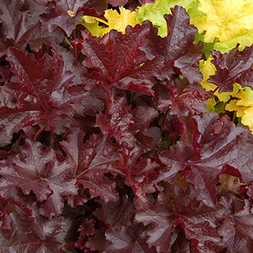 1 HEUCHERA 'CHOCOLATE RUFFLES' ALUM WURZEL HALBIMMERGRÜNE STAUDENPFLANZE IM TOPF
