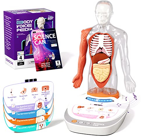 Science Can Anatomiemodell für Kinder, Menschliche Körper Set, Interaktive Spielzeug - Englisch, 22cm Realistischer Organen & Skelett Set, Experimentierkasten für Kinder ab 6 Jahren(Deutsche Fassung)