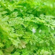 Aachondra New fresh100pcs semillas de hortalizas de perifollo verde