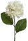 Kunstblumen Hortensie mit Stiel 66cm - Dekoblumen & Seidenblumen - künstliche Blumen für Blumendeko Tischdeko Hochzeitsdeko Kunstblumengesteck - Creme Weiß