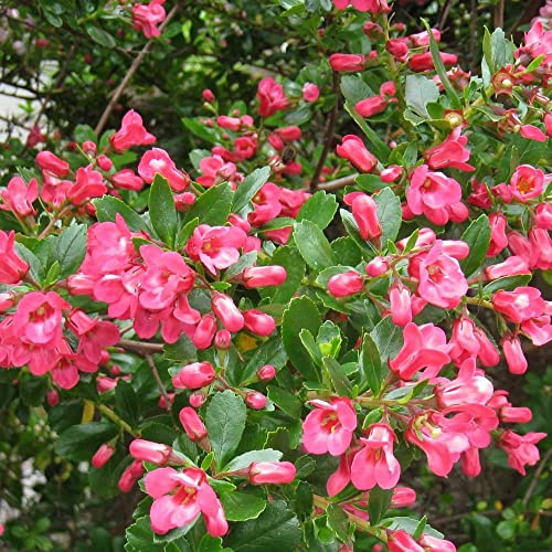 Andenstrauch 'Donard Radiance' - Escallonia 'Donard Radiance' - 40-50 cm Topf - Rosa Blüten, bienenfreundlich