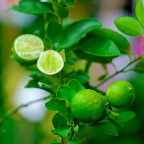 1 x Citrus aurantifolia Lime Verde / Key Lime Tree in 1-2L Pot, Tasty Edible Limes