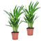 Plant in a Box - Dypsis Lutescens - Areca Goldfruchtpalme - 2er Set - Grüne Zimmerpflanze - Topf 12cm - Höhe 30-45cm