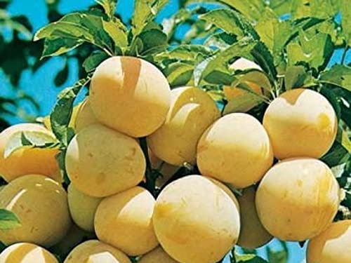 Albero Susino Goccia D'Oro Vaso 16cm H 140-170cm - Pianta da Frutto, Pianta Vera, Pianta già Innestata.