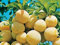 Albero Susino Goccia D'Oro Vaso 16cm H 140-170cm - Pianta da Frutto, Pianta Vera, Pianta già Innestata.