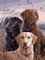 Diamond Painting Set, Bild mit Motiv Hunde und Zubehör, Größe ca. 35 x 25 cm, Bastelset zum Malen mit Glitzersteinchen für Kinder ab 5 Jahren