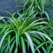 200 pcs grünlilie kaufen samen - Chlorophytum comosum - zimmerpflanzen echt, stauden winterhart mehrjährig grünlilie hängend pflanzen samen indoor, pflanzen winterhart bienenfreundliche