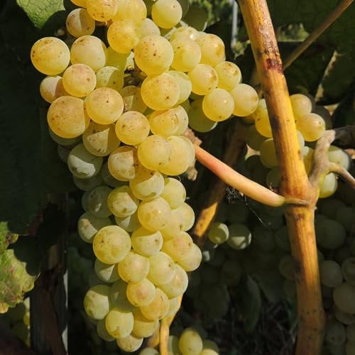 Weinrebe Romulus 2L - Kältebeständiger als alle anderen